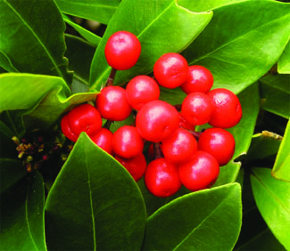 GAULTHERIA COUCHEE